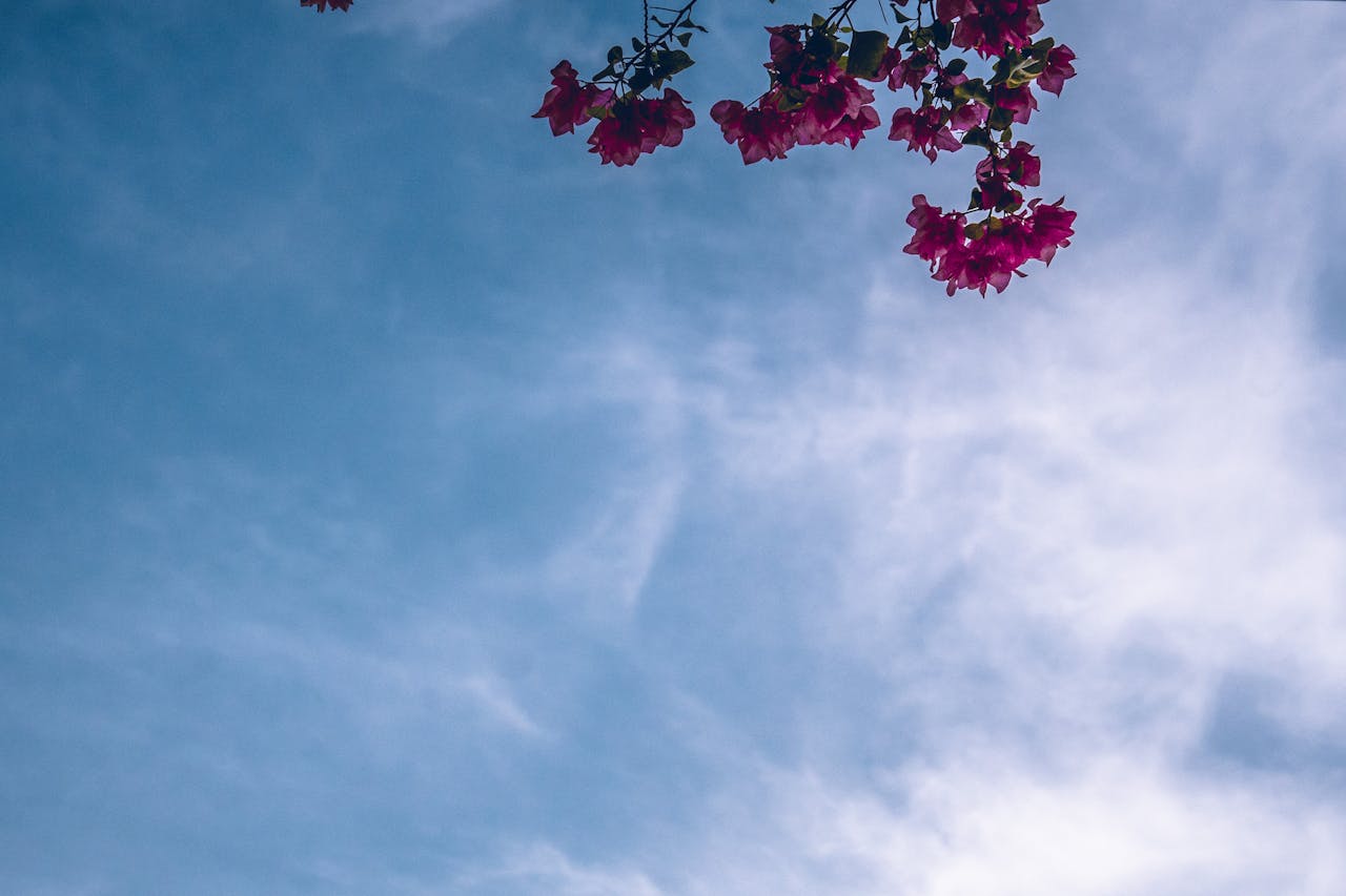 gallery-img-04 From below of gentle pink flowers growing on tree branches against blue sky